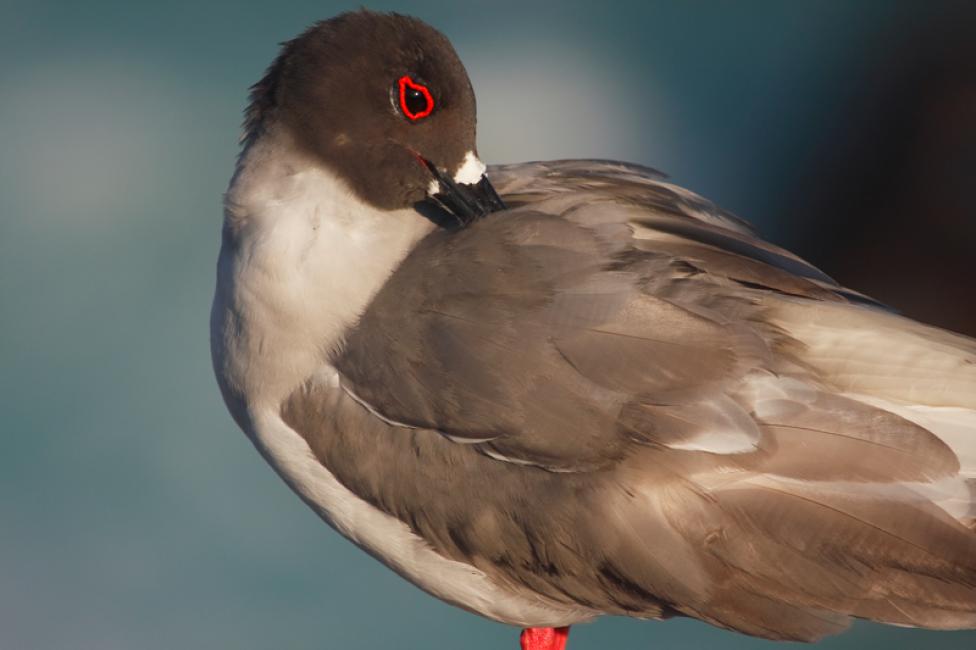 El aseo de la gaviota de cola bifurcada